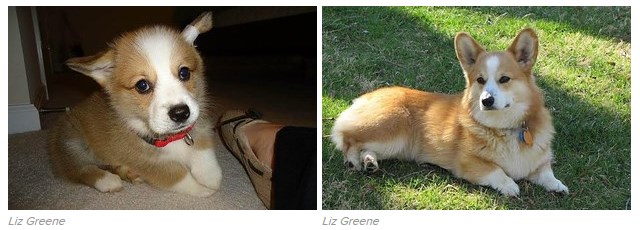 16 tündéri fotó: örökbe fogadott kutyák előtte-utána