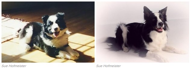 16 tündéri fotó: örökbe fogadott kutyák előtte-utána