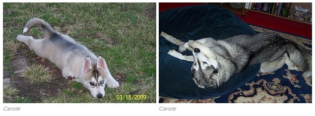 16 tündéri fotó: örökbe fogadott kutyák előtte-utána