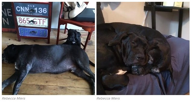 16 tündéri fotó: örökbe fogadott kutyák előtte-utána