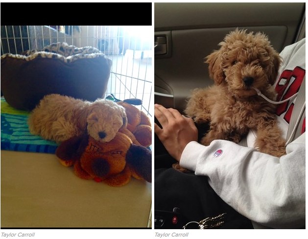 16 tündéri fotó: örökbe fogadott kutyák előtte-utána