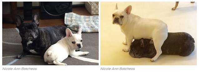 16 tündéri fotó: örökbe fogadott kutyák előtte-utána