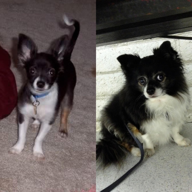 16 tündéri fotó: örökbe fogadott kutyák előtte-utána