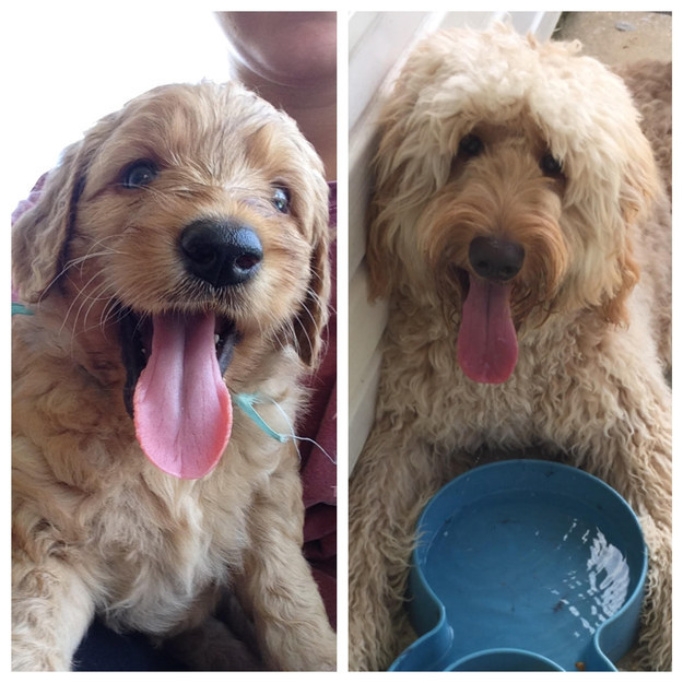 16 tündéri fotó: örökbe fogadott kutyák előtte-utána