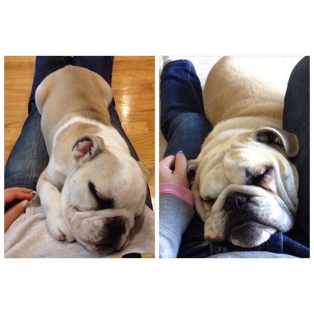 16 tündéri fotó: örökbe fogadott kutyák előtte-utána