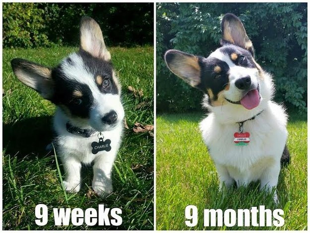 16 tündéri fotó: örökbe fogadott kutyák előtte-utána