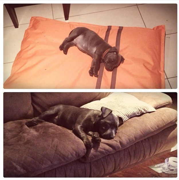 16 tündéri fotó: örökbe fogadott kutyák előtte-utána