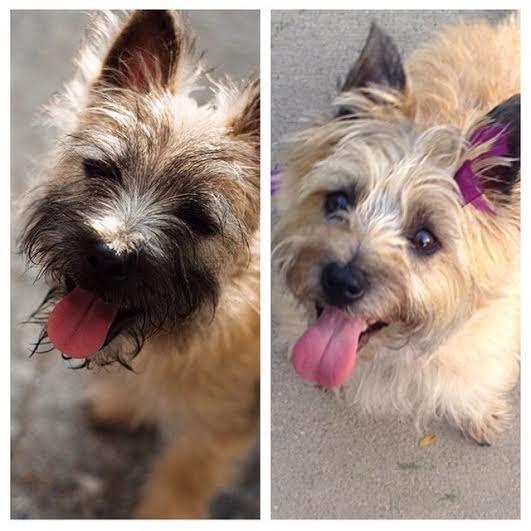 16 tündéri fotó: örökbe fogadott kutyák előtte-utána