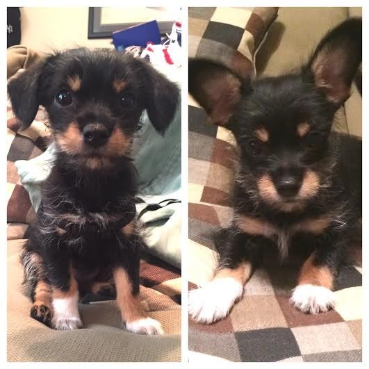 16 tündéri fotó: örökbe fogadott kutyák előtte-utána