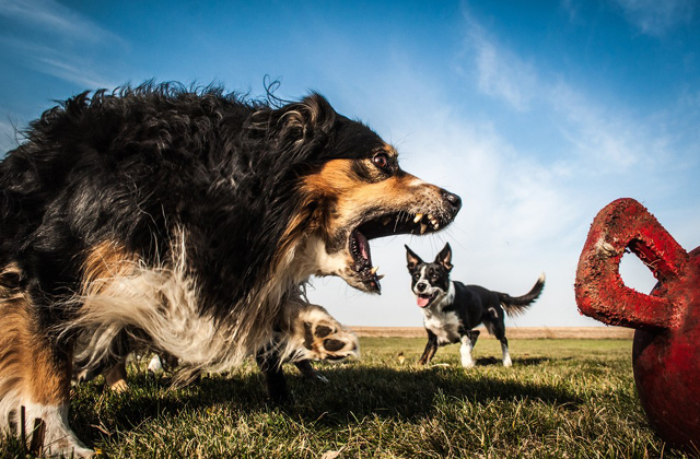Kutyák, akik óriásinak látszanak, pedig nem azok - fotók
