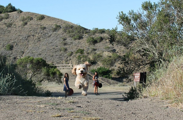Kutyák, akik óriásinak látszanak, pedig nem azok - fotók
