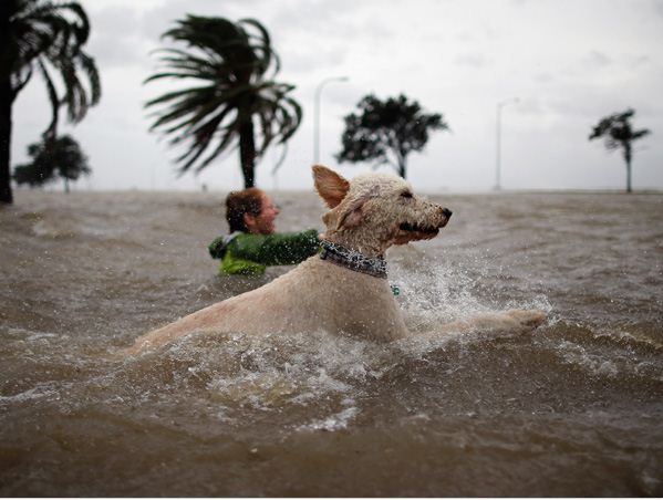 Kutyák, akik óriásinak látszanak, pedig nem azok - fotók