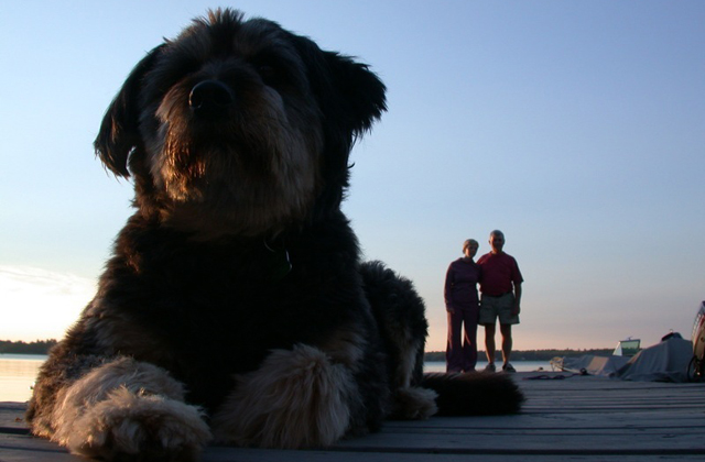 Kutyák, akik óriásinak látszanak, pedig nem azok - fotók