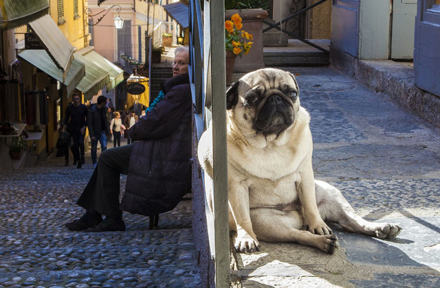 Kutyák, akik óriásinak látszanak, pedig nem azok - fotók