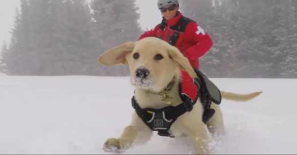 Kutyák, akik óriásinak látszanak, pedig nem azok - fotók