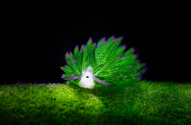 A nap cukija: a tengeri bárány - fotók