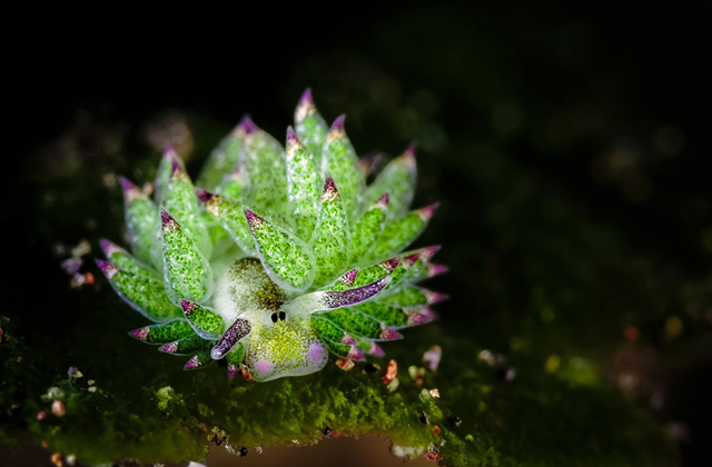 A nap cukija: a tengeri bárány - fotók