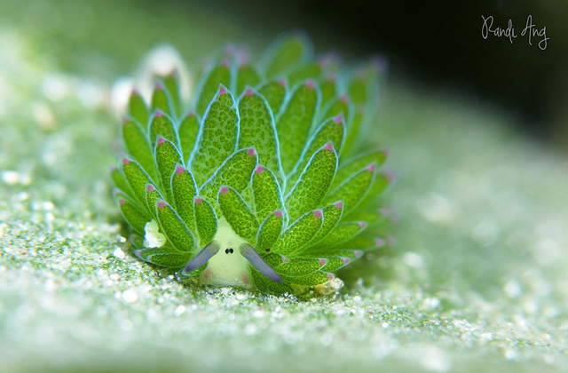 A nap cukija: a tengeri bárány - fotók