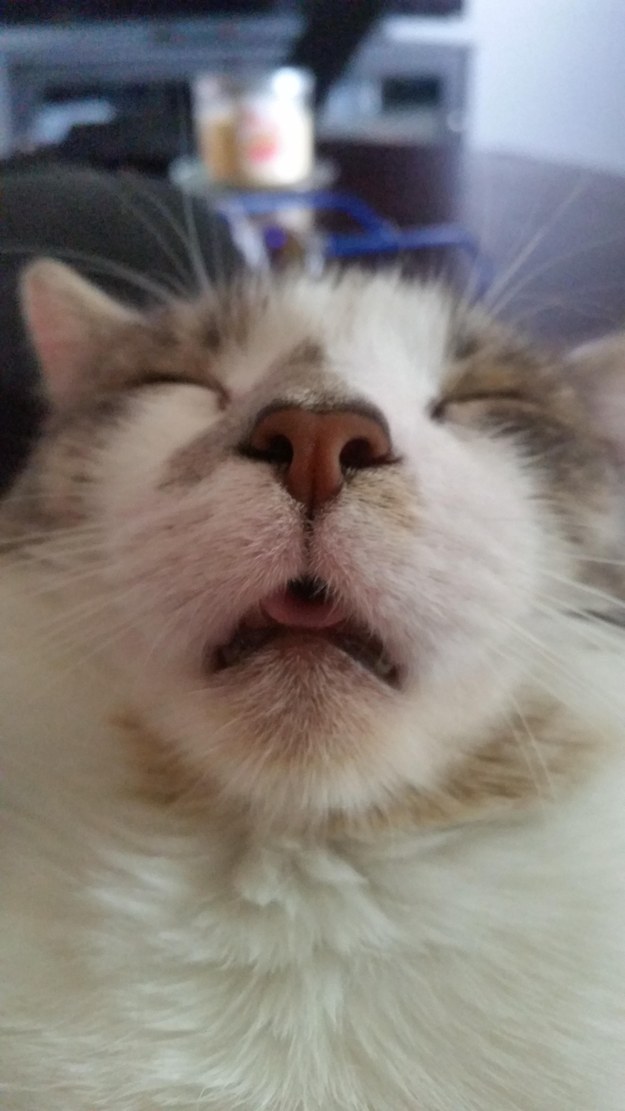 14 macska, akikkel rendesen elbánt a fényképezőgép - vicces képek 14 macska, akikkel rendesen elbánt a fényképezőgép - vicces képek