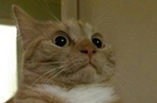 14 macska, akikkel rendesen elbánt a fényképezőgép - vicces képek 14 macska, akikkel rendesen elbánt a fényképezőgép - vicces képek