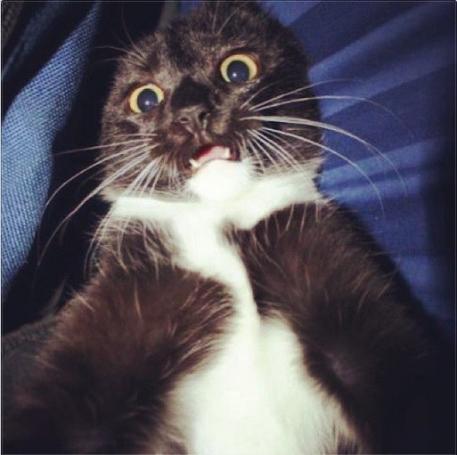 14 macska, akikkel rendesen elbánt a fényképezőgép - vicces képek 14 macska, akikkel rendesen elbánt a fényképezőgép - vicces képek