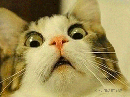 14 macska, akikkel rendesen elbánt a fényképezőgép - vicces képek 14 macska, akikkel rendesen elbánt a fényképezőgép - vicces képek