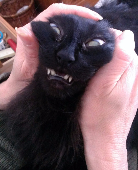 14 macska, akikkel rendesen elbánt a fényképezőgép - vicces képek 14 macska, akikkel rendesen elbánt a fényképezőgép - vicces képek