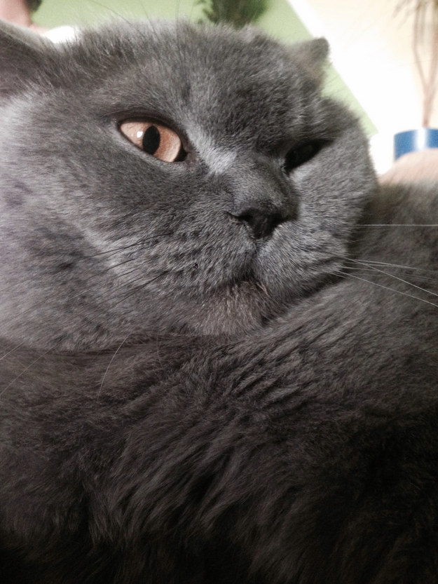 14 macska, akikkel rendesen elbánt a fényképezőgép - vicces képek 14 macska, akikkel rendesen elbánt a fényképezőgép - vicces képek