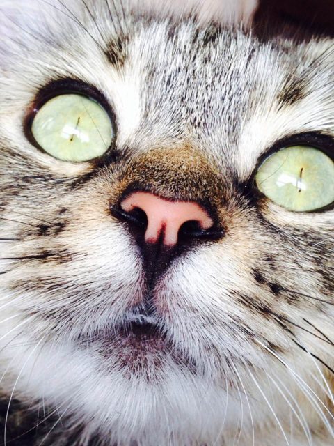 14 macska, akikkel rendesen elbánt a fényképezőgép - vicces képek 14 macska, akikkel rendesen elbánt a fényképezőgép - vicces képek