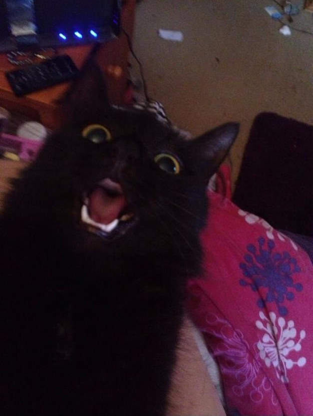 14 macska, akikkel rendesen elbánt a fényképezőgép - vicces képek 14 macska, akikkel rendesen elbánt a fényképezőgép - vicces képek