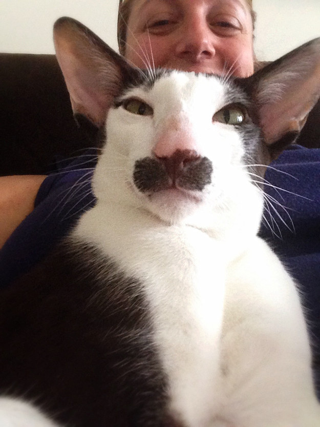 14 macska, akikkel rendesen elbánt a fényképezőgép - vicces képek 14 macska, akikkel rendesen elbánt a fényképezőgép - vicces képek