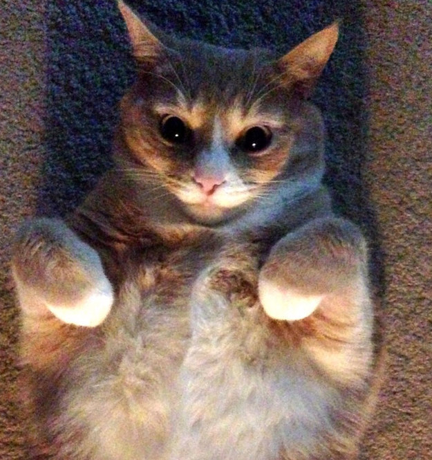 14 macska, akikkel rendesen elbánt a fényképezőgép - vicces képek 14 macska, akikkel rendesen elbánt a fényképezőgép - vicces képek