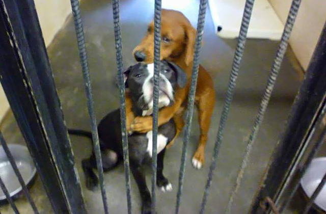 Egy ölelés mentette meg az altatásra ítélt kutyák életét - fotó