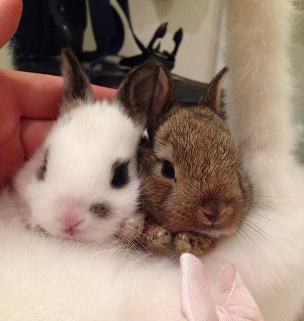 Kánikula: 13 állat, akik annyira szőrösök, hogy mi is izzadunk, ha rájuk nézünk