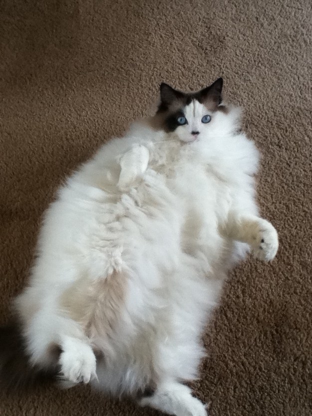 Kánikula: 13 állat, akik annyira szőrösök, hogy mi is izzadunk, ha rájuk nézünk