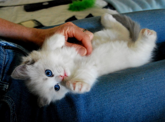 Kánikula: 13 állat, akik annyira szőrösök, hogy mi is izzadunk, ha rájuk nézünk