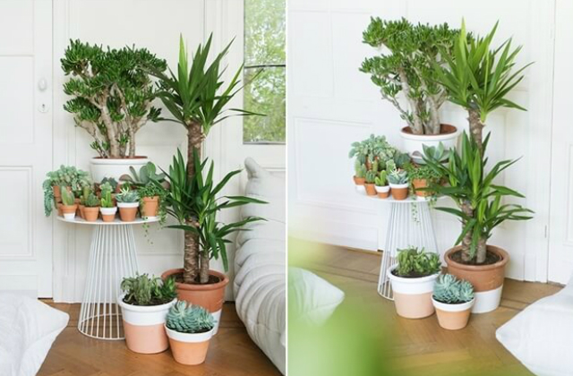 8 zseniális ötlet, hogy helyezd el a szobanövényeidet a lakásban 8 zseniális ötlet, hogy helyezd el a szobanövényeidet a lakásban