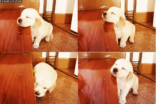 16 állatkölyök, aki nem tudja legyűrni az álmosságot - cuki mozgóképek