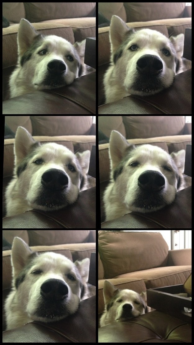 16 állatkölyök, aki nem tudja legyűrni az álmosságot - cuki mozgóképek