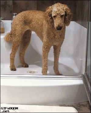 16 állatkölyök, aki nem tudja legyűrni az álmosságot - cuki mozgóképek