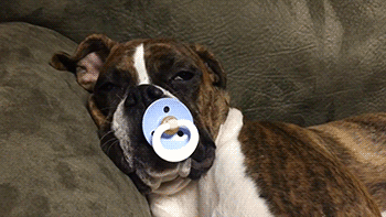 16 állatkölyök, aki nem tudja legyűrni az álmosságot - cuki mozgóképek