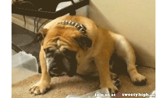 16 állatkölyök, aki nem tudja legyűrni az álmosságot - cuki mozgóképek