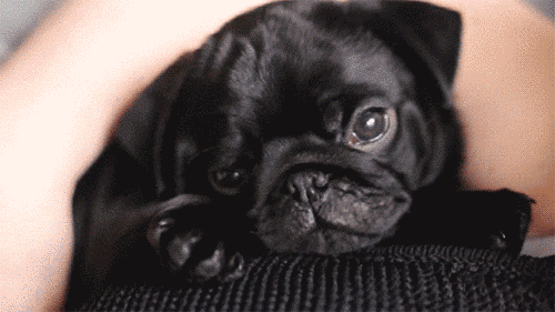 16 állatkölyök, aki nem tudja legyűrni az álmosságot - cuki mozgóképek