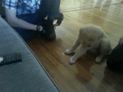 16 állatkölyök, aki nem tudja legyűrni az álmosságot - cuki mozgóképek