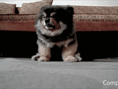 16 állatkölyök, aki nem tudja legyűrni az álmosságot - cuki mozgóképek