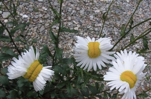 Mutáns virágok nőnek Fukusimában - fotó