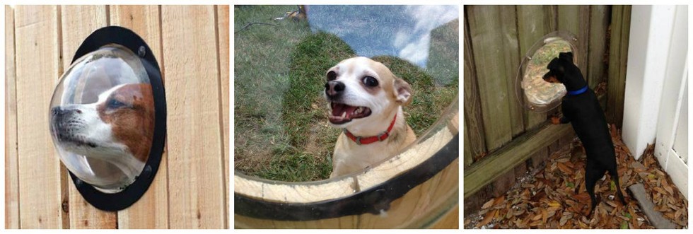 17 őrült állatos cucc