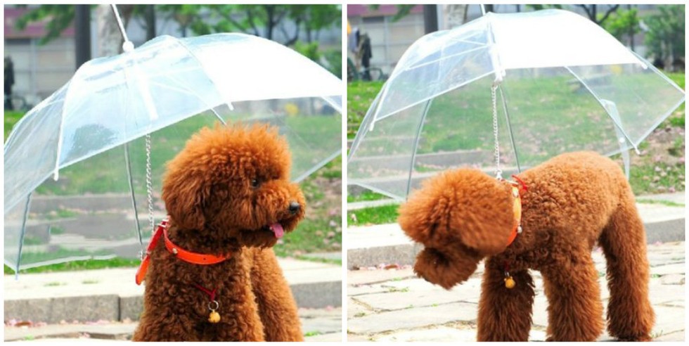 17 őrült állatos cucc