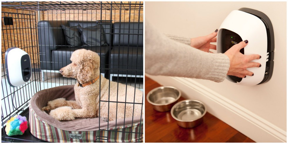 17 őrült állatos cucc