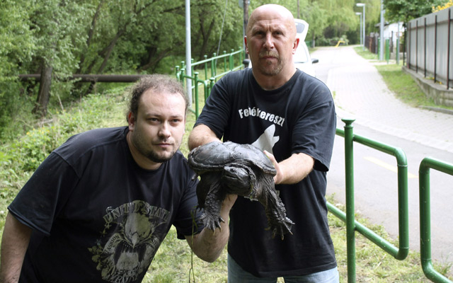 Ezt a példányt tavaly áprilisban fogták be